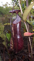 Nepenthes