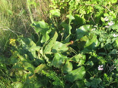 Limonium platyphyllum