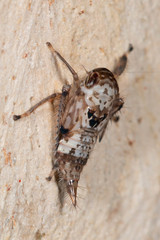 Tartessini