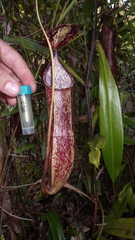 Nepenthes