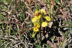 Diuris curta