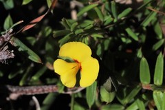 Gompholobium pinnatum