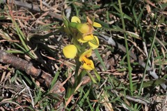 Diuris curta