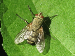 Microphthalma europaea