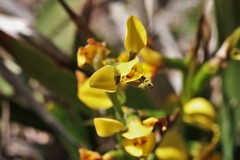 Diuris curta