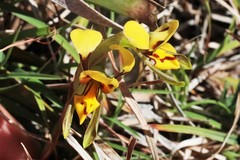Diuris curta