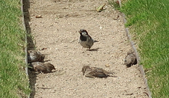 Passer domesticus