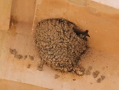 Delichon urbicum