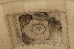 Delichon urbicum