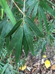 Schizostachyum diffusum