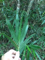 Schizostachyum diffusum