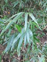 Schizostachyum diffusum