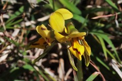 Diuris curta