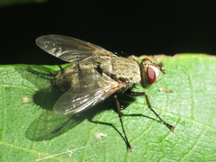 Microphthalma europaea