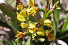 Diuris curta