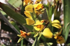 Diuris curta