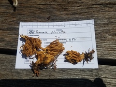 Ramaria stricta image