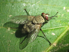 Microphthalma europaea