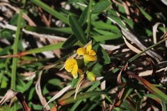 Podolobium scandens