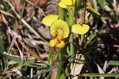 Diuris curta