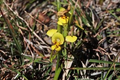 Diuris curta