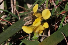Diuris curta