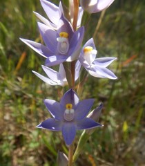 Thelymitra alcockiae