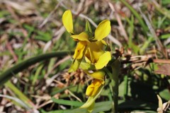 Diuris curta
