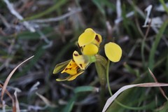 Diuris curta