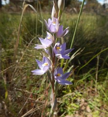 Thelymitra alcockiae
