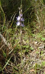Thelymitra alcockiae