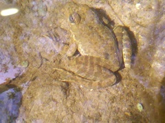 Lithobates zweifeli