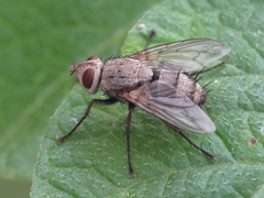 Microphthalma europaea