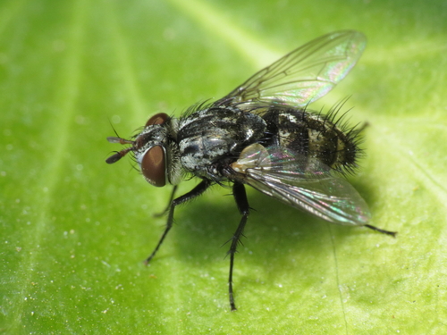 Nemorilla maculosa (Meigen, 1824)