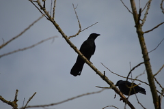 Corvus corone corone