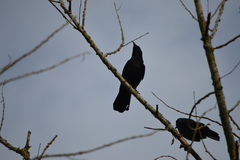 Corvus corone corone