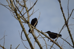 Corvus corone corone