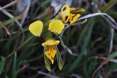 Diuris curta