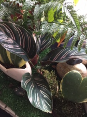 Goeppertia sanderiana