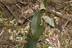 Rhodomyrtus psidioides