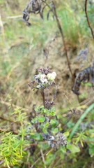 Aceria labiatiflorae