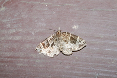 Gandaritis atricolorata