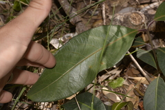 Rhodomyrtus psidioides