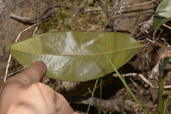 Rhodomyrtus psidioides