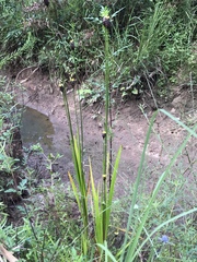 Xyris laxifolia iridifolia