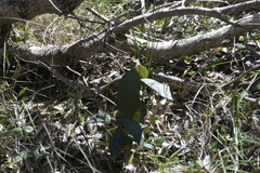 Rhodomyrtus psidioides