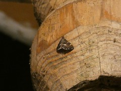 Hymeniini