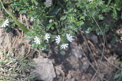 Scaevola albida