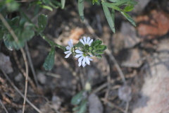 Scaevola albida