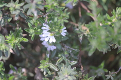 Scaevola albida